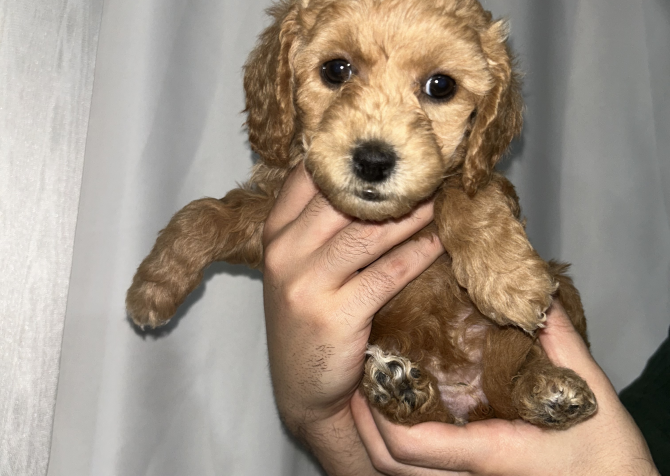 2 aylık maltipoo